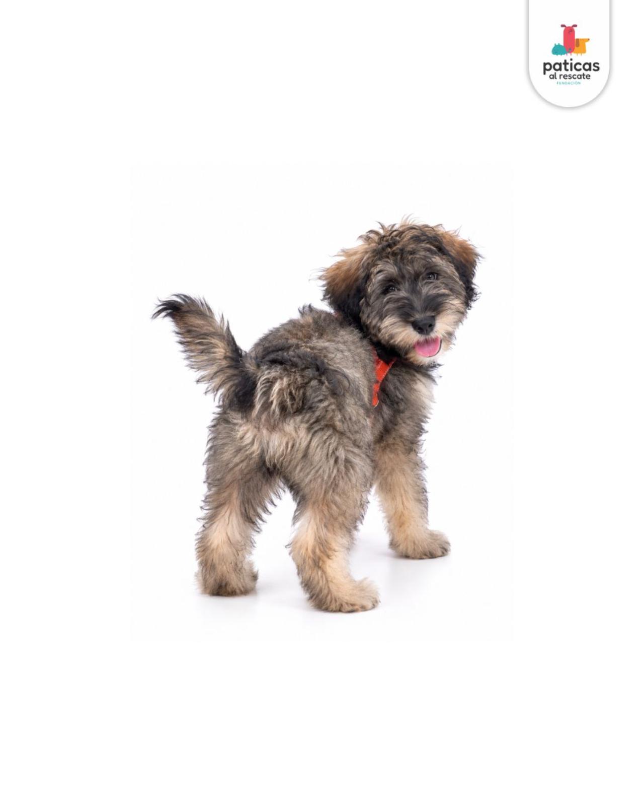 ADOPTA A MOTITA_4