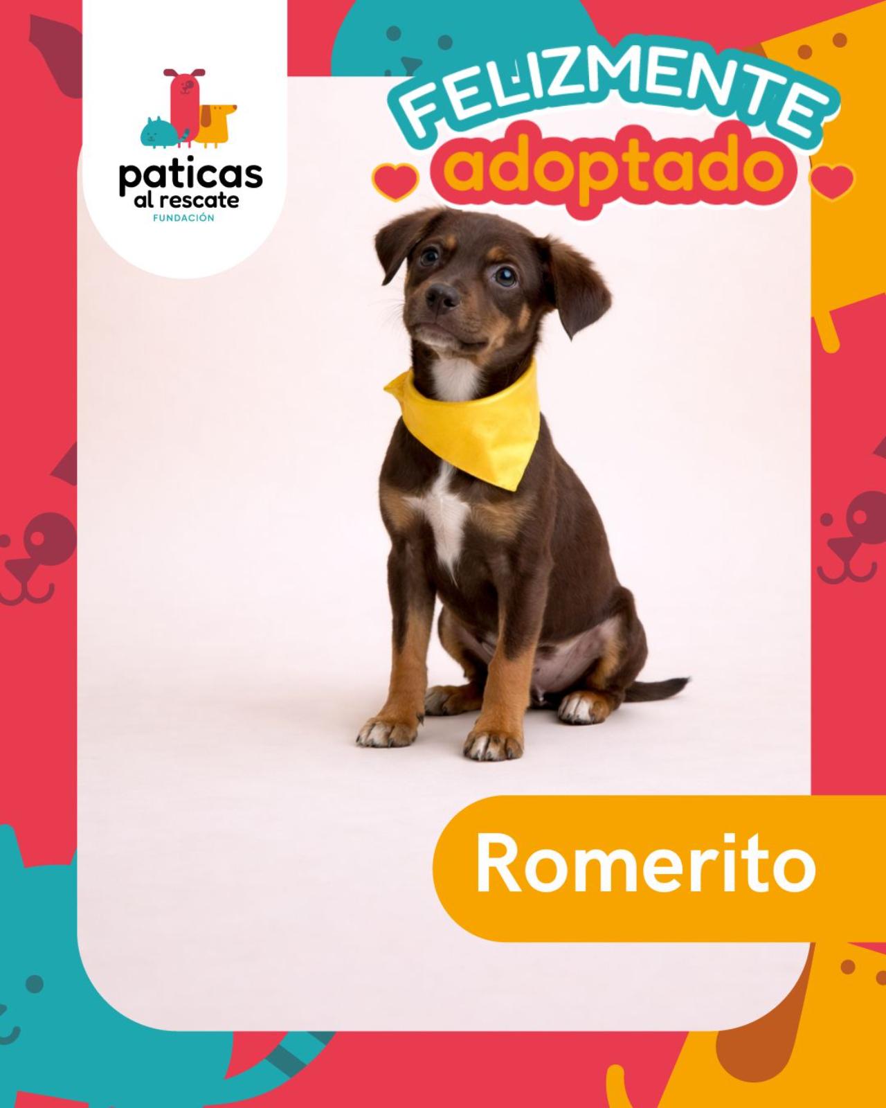 ADOPTA A ROMERITO - Paticas al Rescate