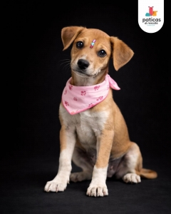 ADOPTA A WAFFLE_5