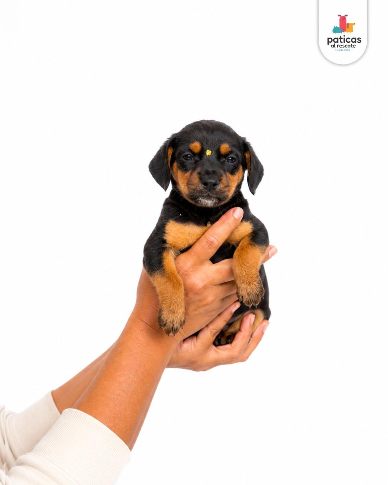ADOPTA A LULI_2