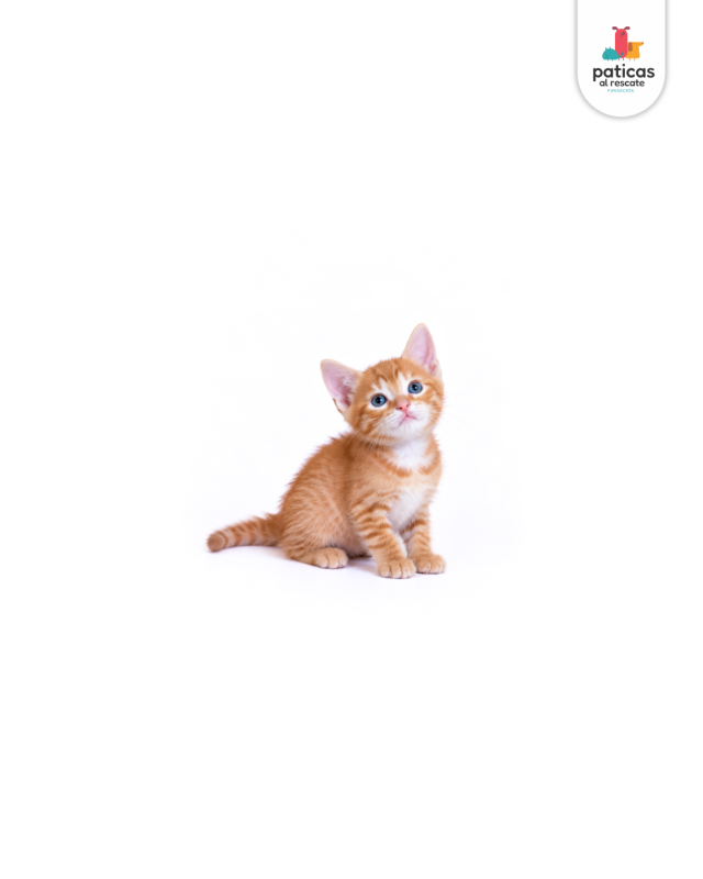 ADOPTA A TOTI_6