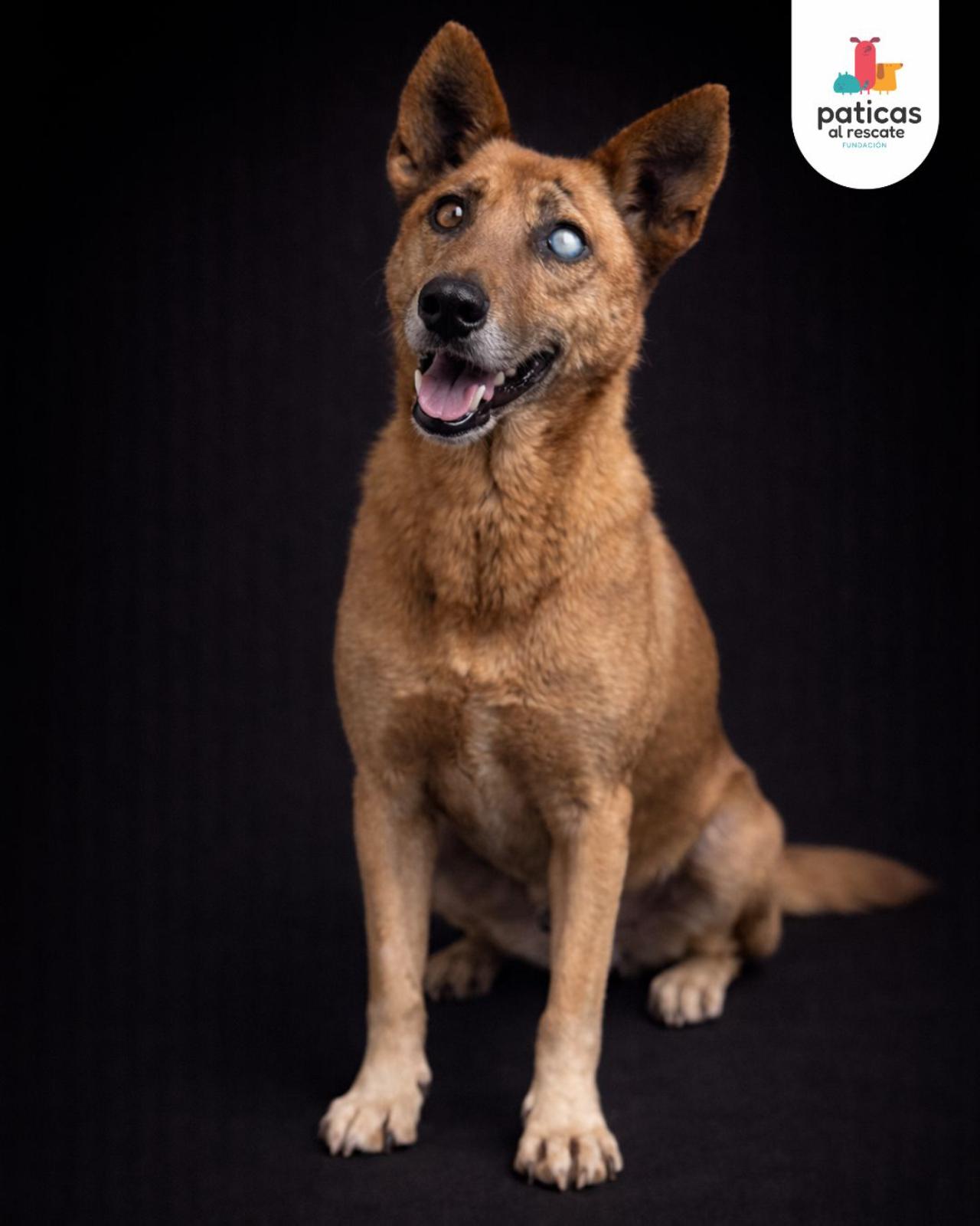 ADOPTA A HÉRCULES_7