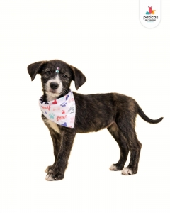 ADOPTA A PANDA_7