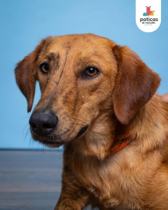 ADOPTA A TAMMY_3