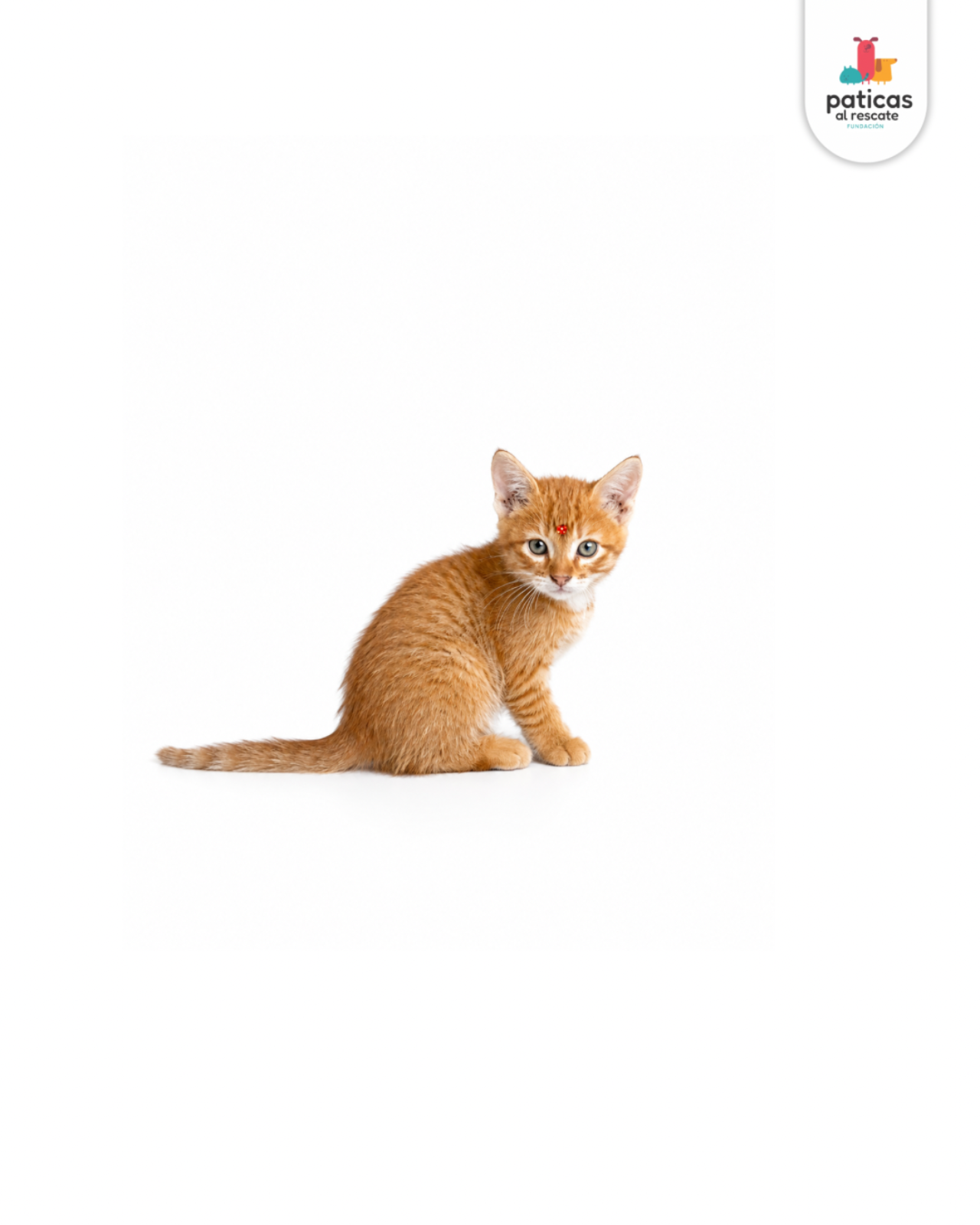 ADOPTA A ANASTASIA_6