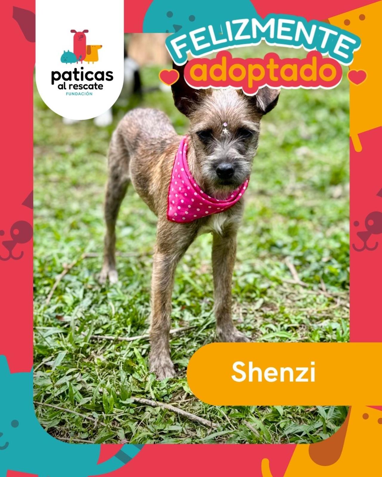Adopta a Shenzi - Paticas al Rescate