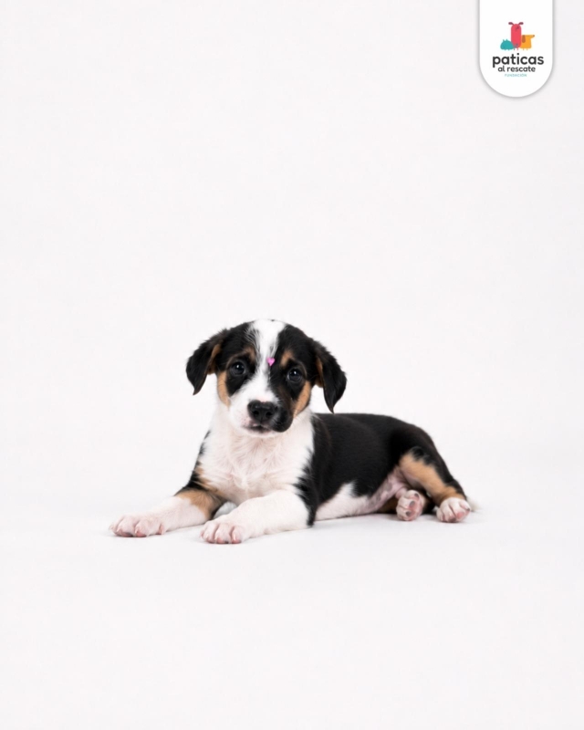 ADOPTA A MILAGROS_3