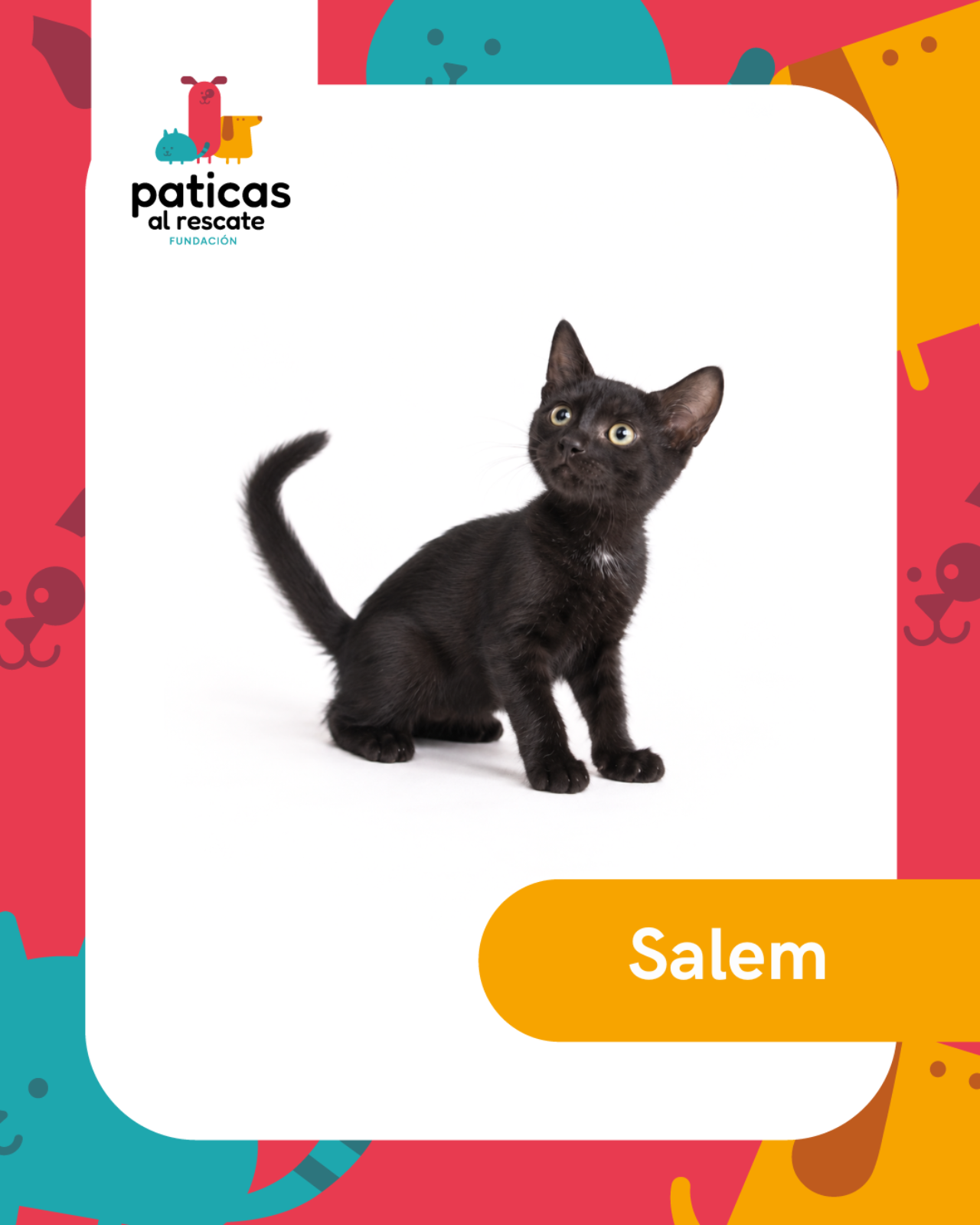 ADOPTA A SALEM_1
