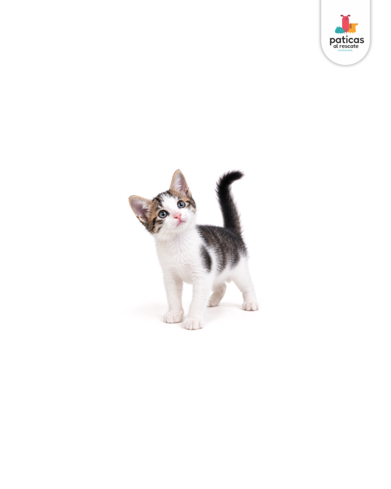 ADOPTA A PEPA_5