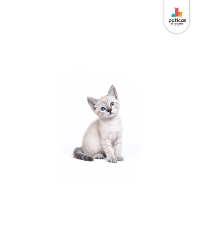 ADOPTA A NINI_7