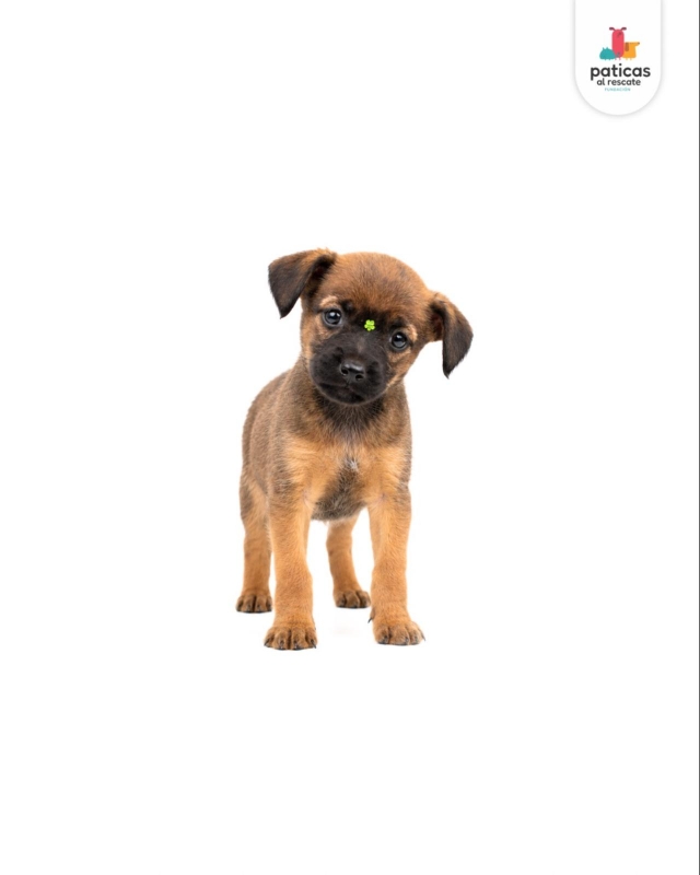 ADOPTA A CÚRCUMA_6