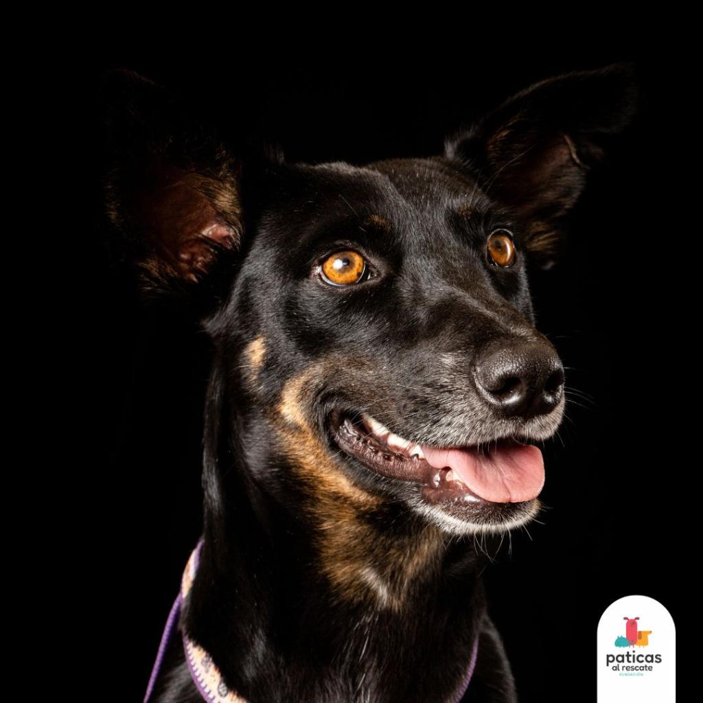ADOPTA A RANDY_3