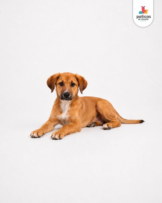ADOPTA A PLATANITO_4