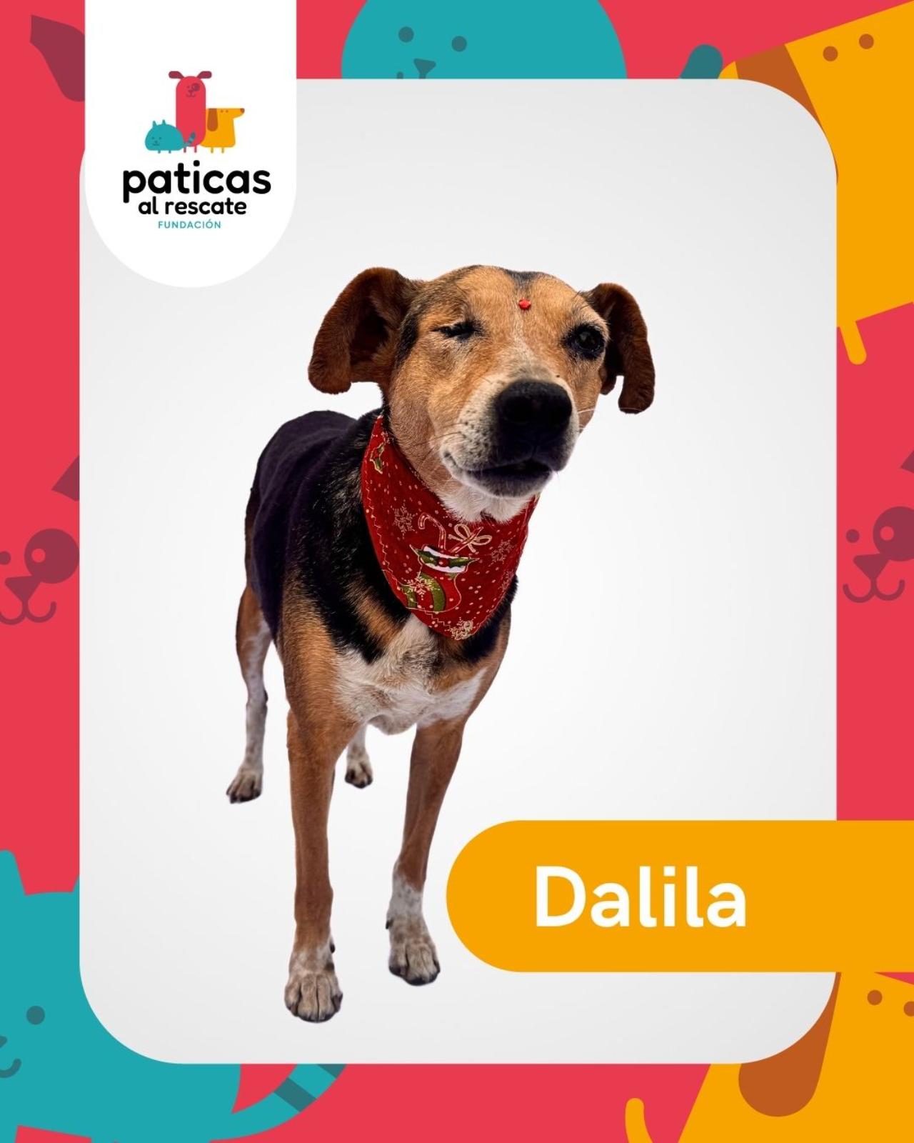 ADOPTA A DALILA - Paticas al Rescate