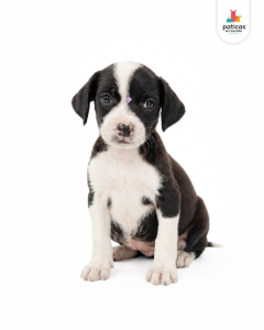 ADOPTA A CARBONARA_4