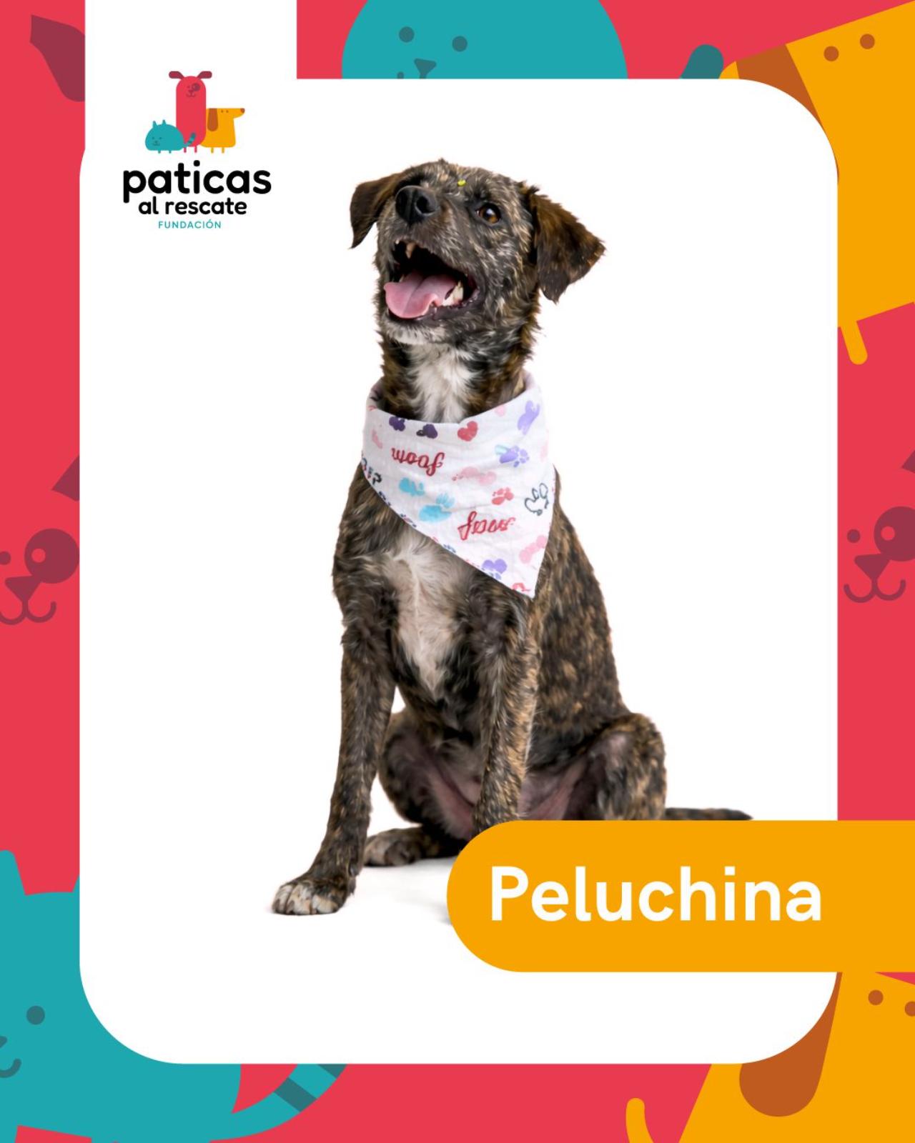 ADOPTA A PELUCHINA_1