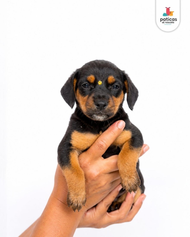 ADOPTA A LULI_3