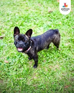 Adopta a Lila_11