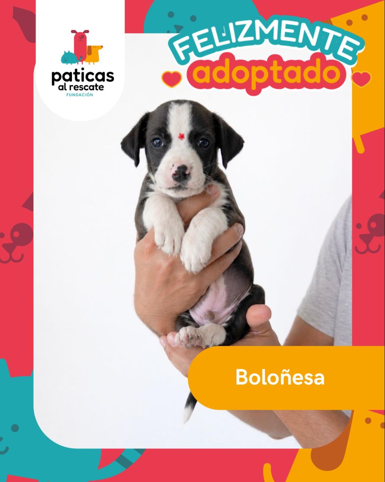 ADOPTA A BOLOÑESA - Paticas al Rescate