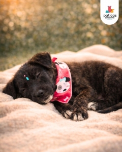 ADOPTA A SHALOM_4