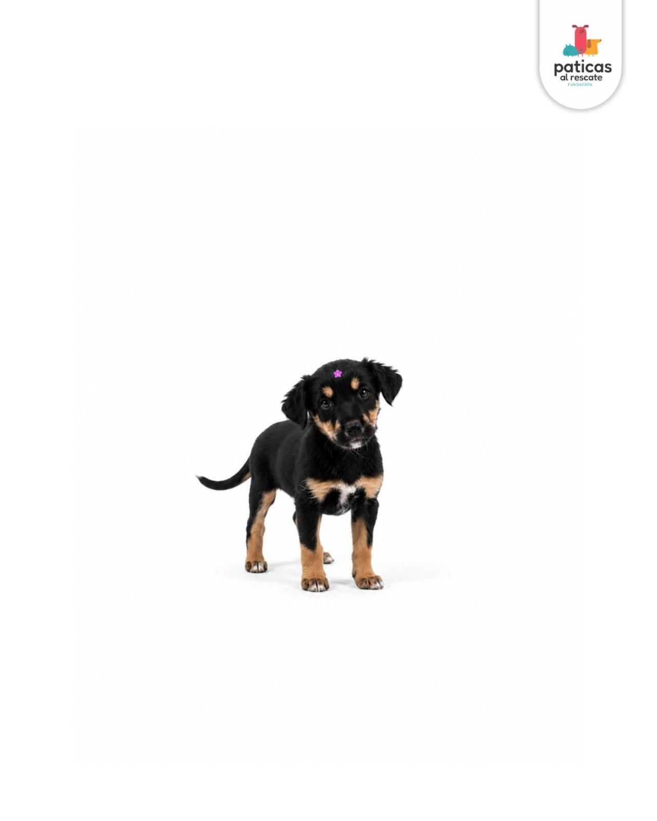 ADOPTA A ROSITA_3