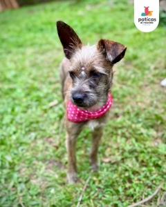Adopta a Shenzi_1