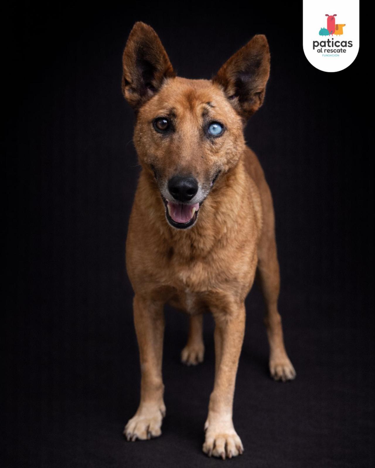 ADOPTA A HÉRCULES_9