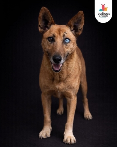 ADOPTA A HÉRCULES_9