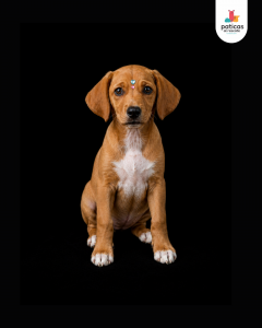 ADOPTA A AREPITA_8
