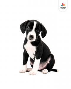 ADOPTA A POMODORO_7