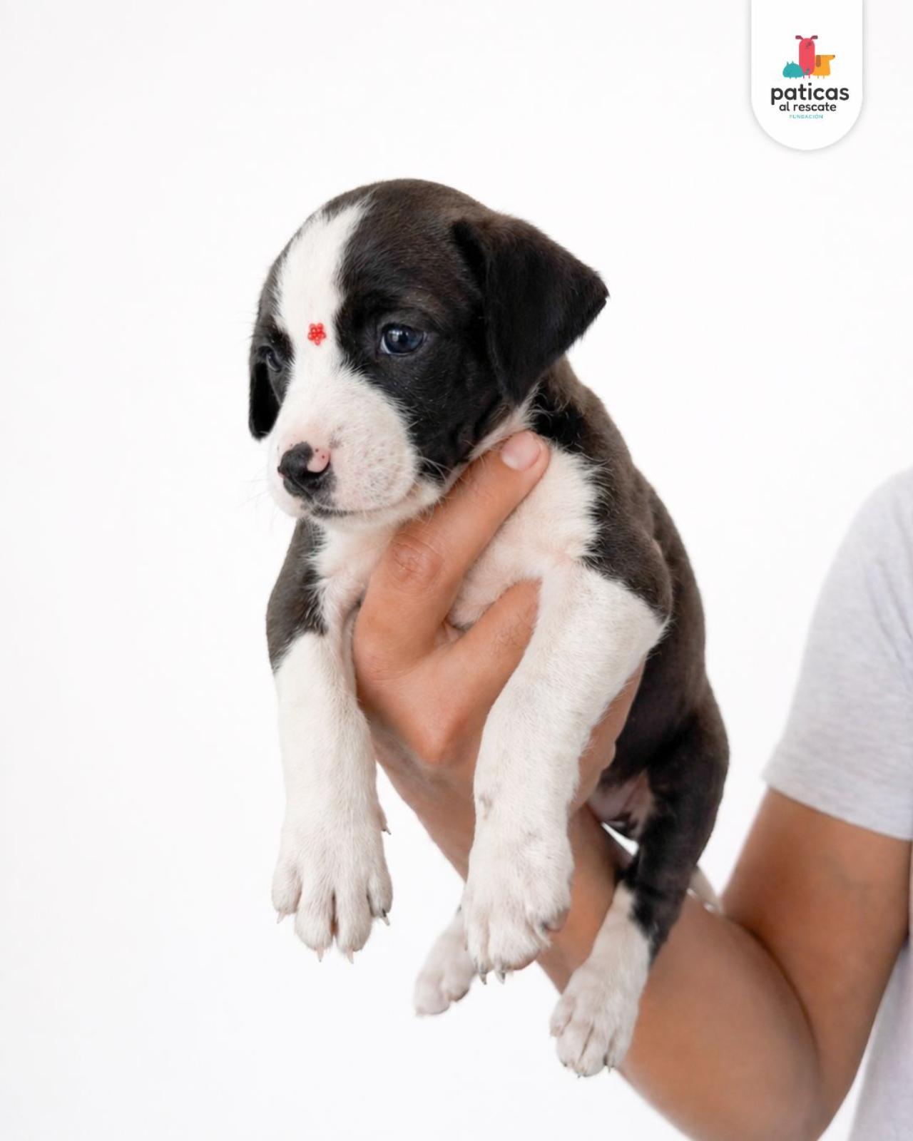 ADOPTA A BOLOÑESA_5