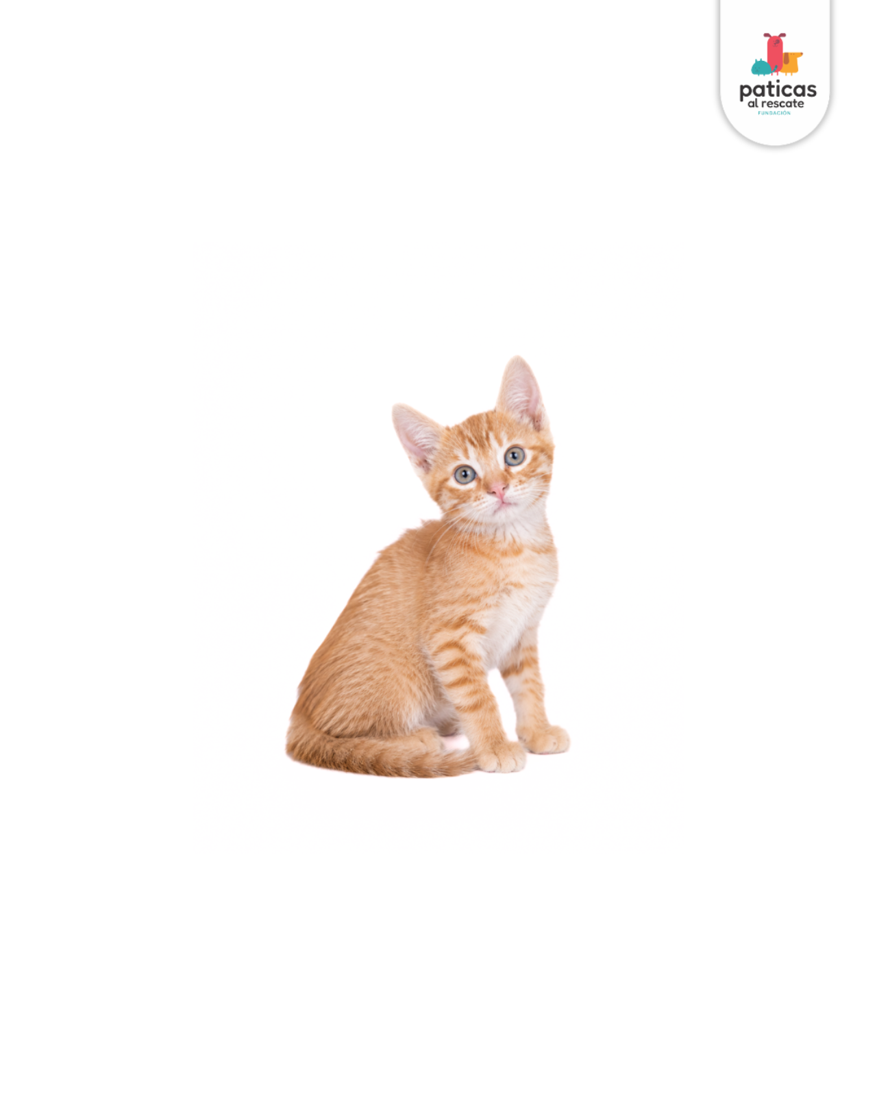 ADOPTA A CHEDDAR_3