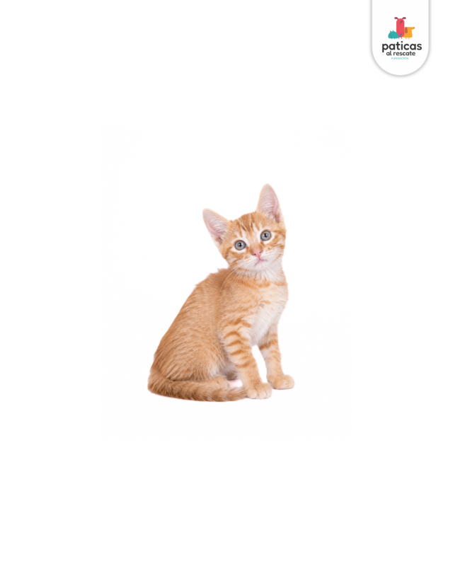 ADOPTA A CHEDDAR_3
