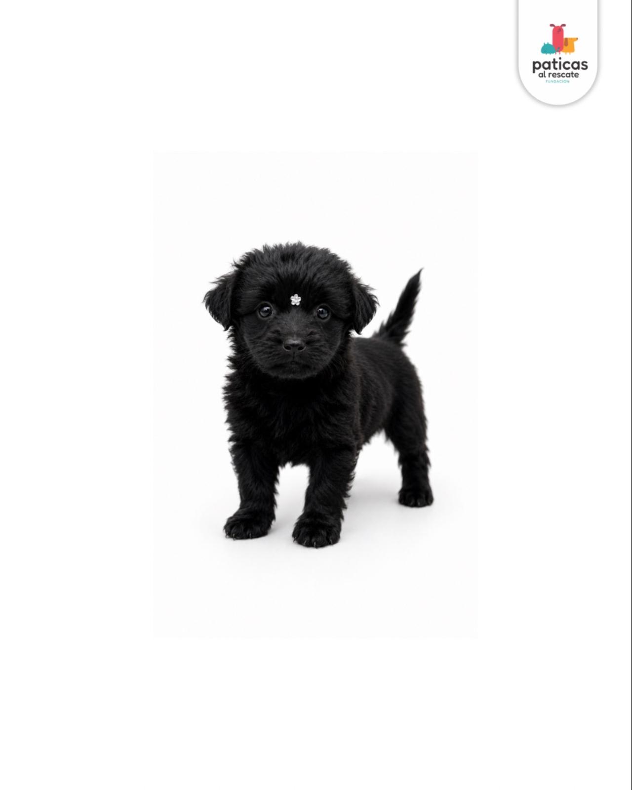 ADOPTA A NUEZ_5