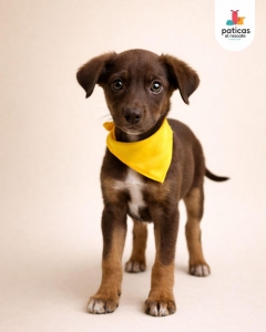 ADOPTA A ROMERITO_3