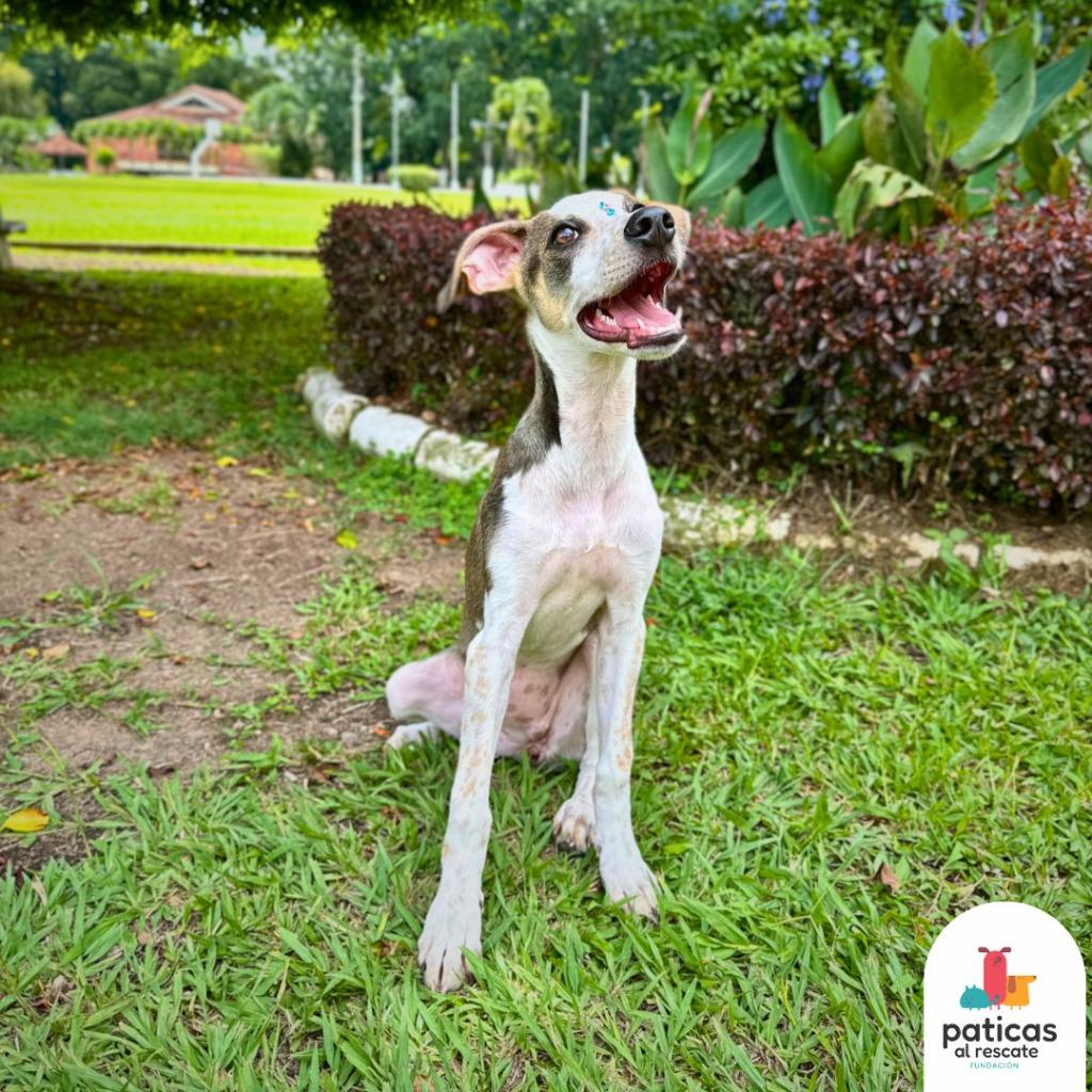 ADOPTA A MARGARITA_5