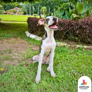 ADOPTA A MARGARITA_5