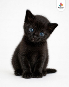 ADOPTA A AZUL_6