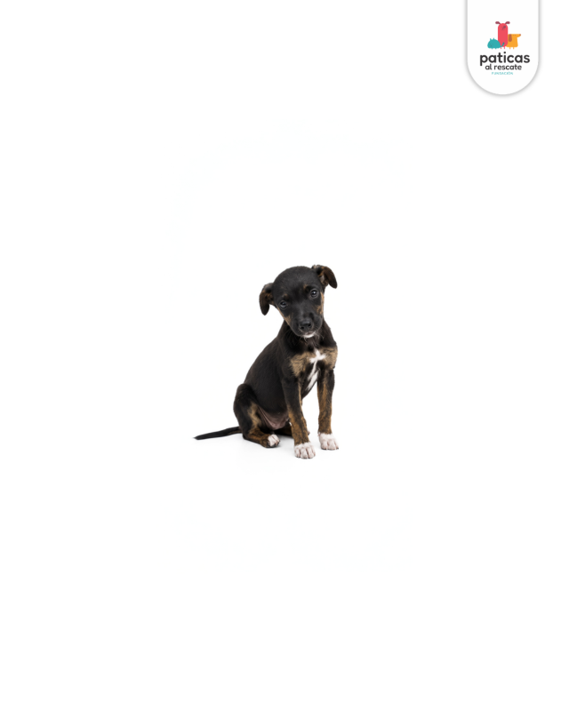 ADOPTA A DAHLIA_3