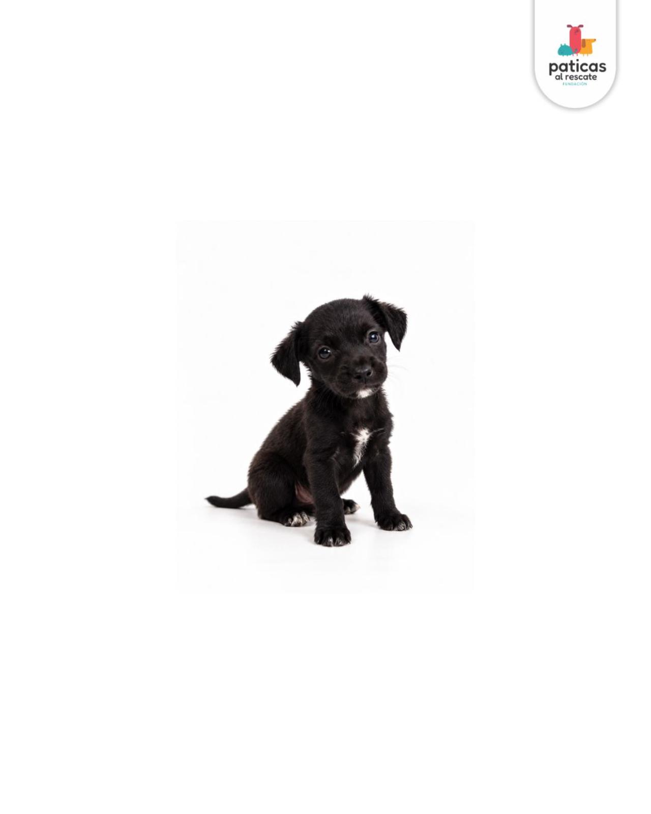 ADOPTA A ASHA_4