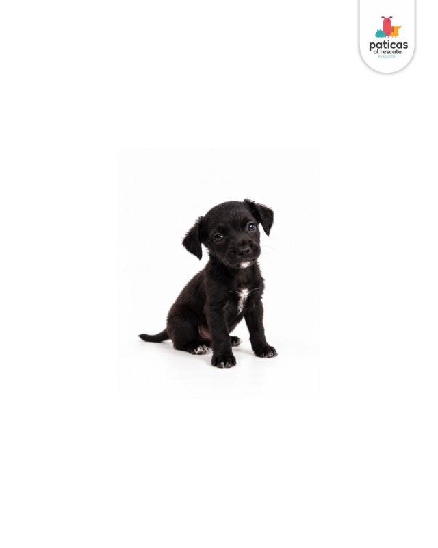 ADOPTA A ASHA_4