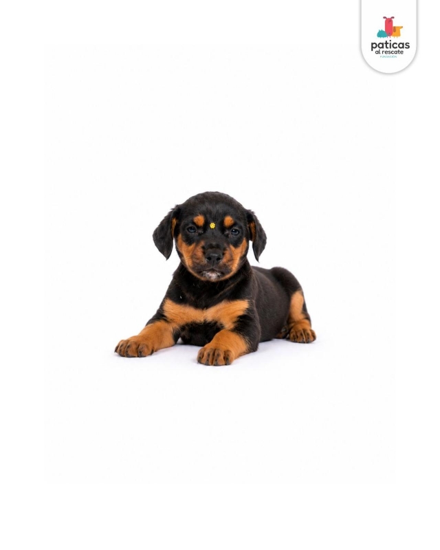ADOPTA A LULI_6
