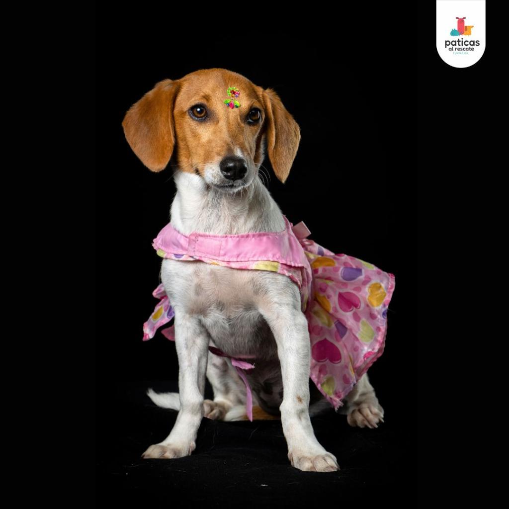ADOPTA A TINA_5