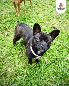 Adopta a Lila_7