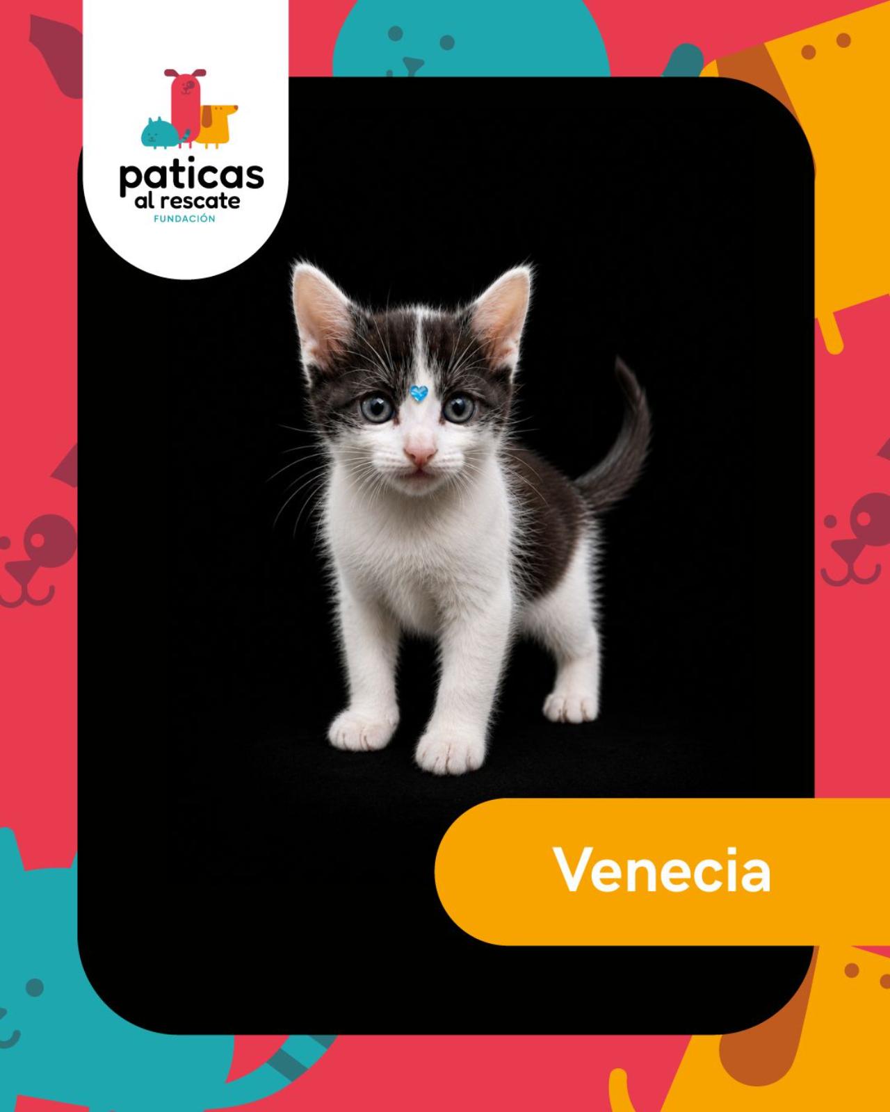 ADOPTA A VENECIA_1