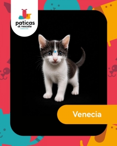 ADOPTA A VENECIA_1