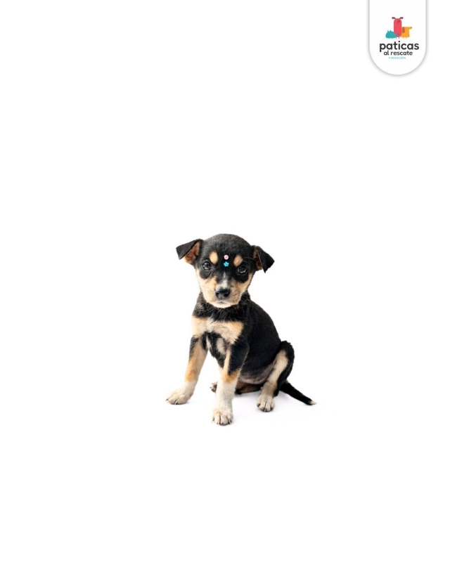 ADOPTA A ABBY_1