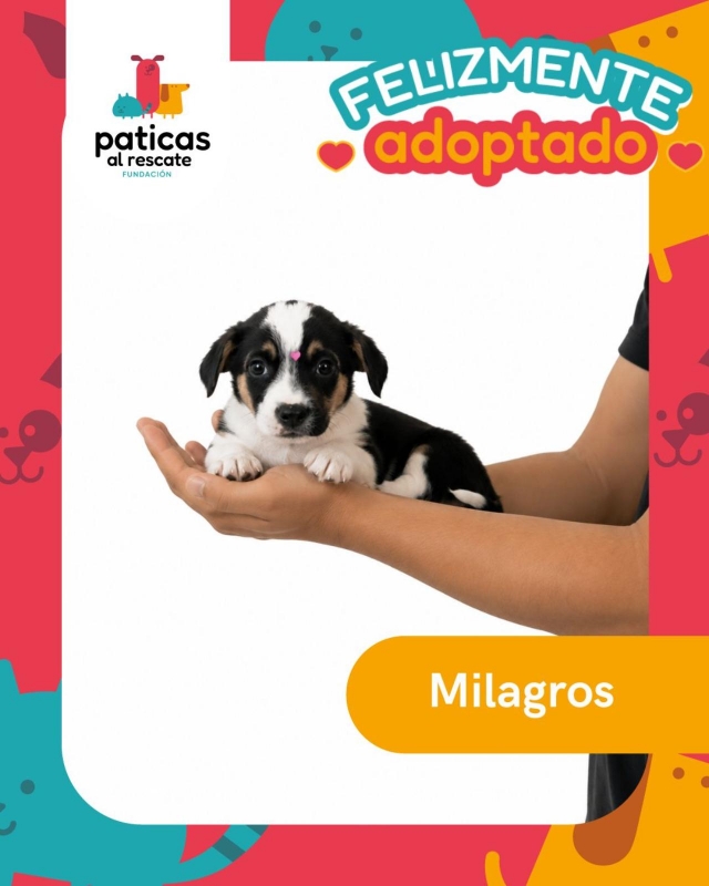 ADOPTA A MILAGROS_1