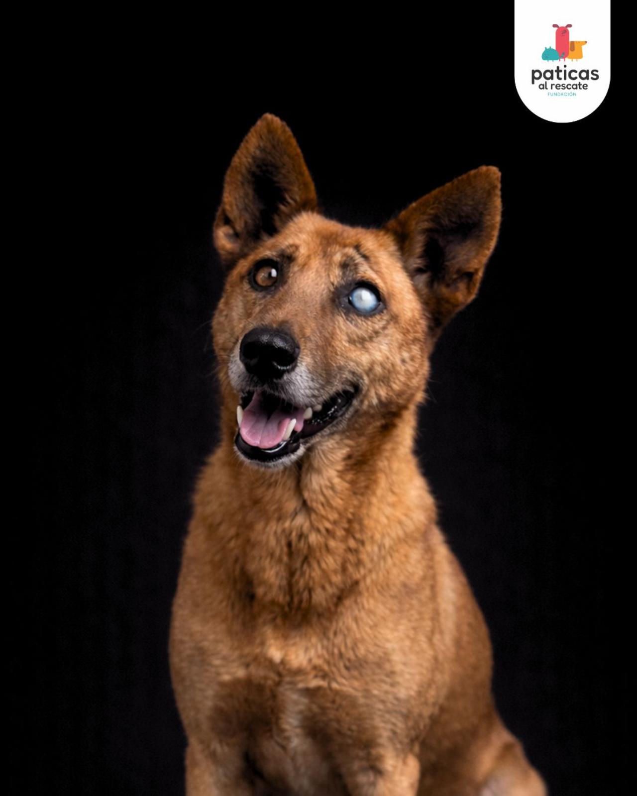 ADOPTA A HÉRCULES_2