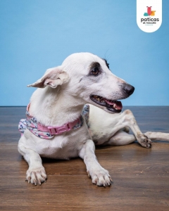 ADOPTA A VALYRIA_4